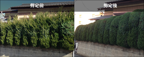 庭木の剪定 千葉県の造園 外構工事グリーンマインド お見積り 図面無料